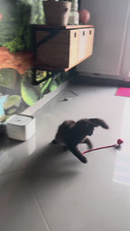 Balle intelligente pour chat