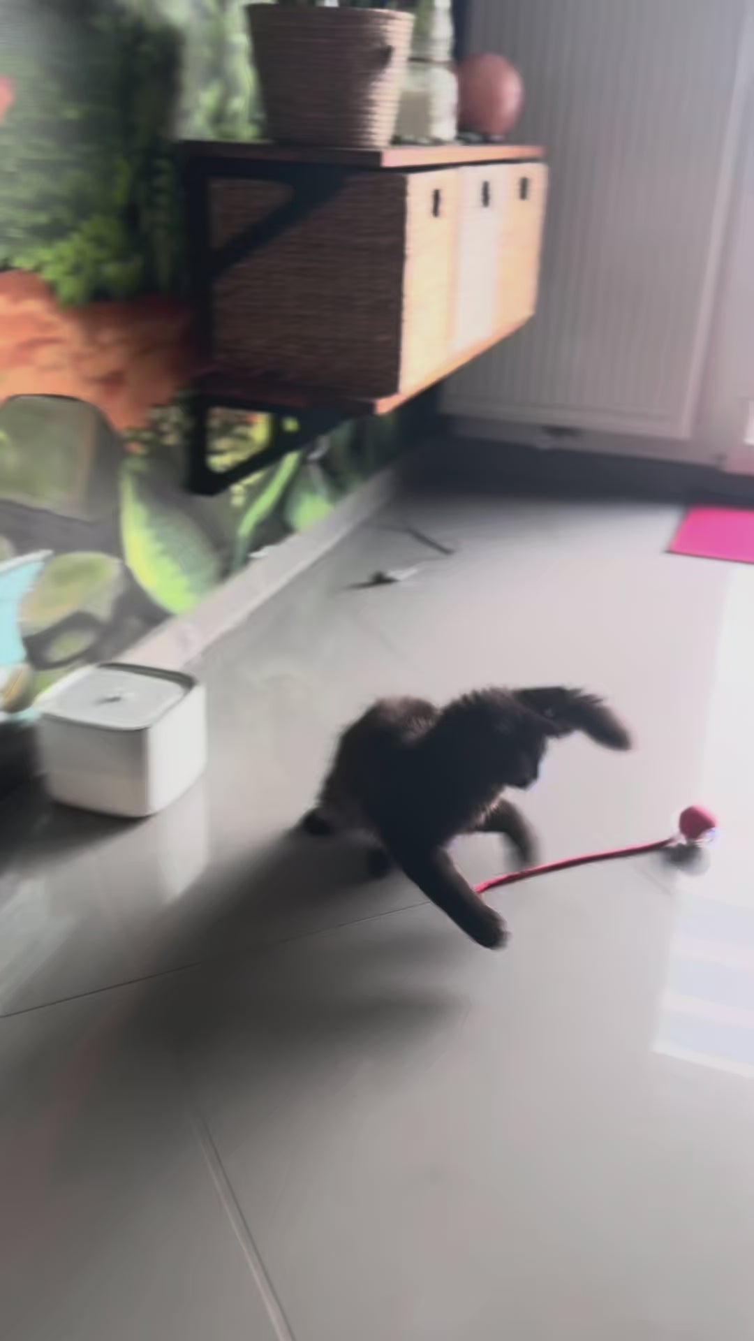 Balle intelligente pour chat